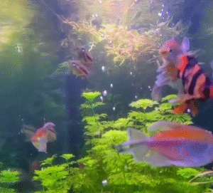 Read more about the article Panoramic, Next-Level 124 Gallon LED Aquarium Room Divider