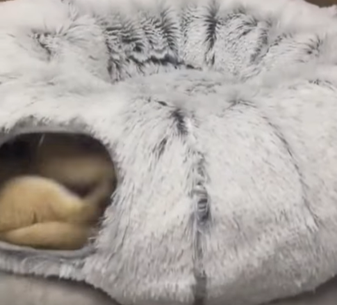 Cat Bed and Play Tunnel